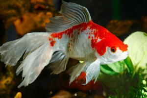 Ваулієвост Ваулієвост