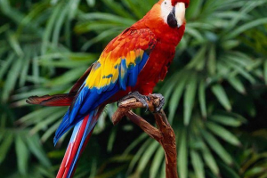 Виберіть великий папуга Виберіть великий папуга