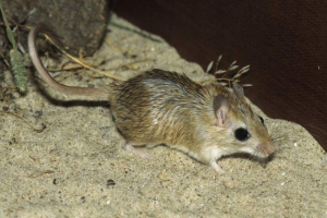 Виберіть піскет-дружній тварина