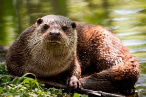 Перекривати Перекривати