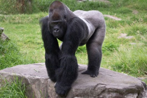 Вимираючі види тварин Вимираючі види тварин