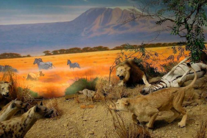 Відносини між організмами - прикладами, характеристиками та таблицею Відносини між організмами - прикладами, характеристиками та таблицею