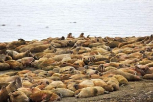 На атлантичній ласжі з землі франца iosif встановить фотомалери На атлантичній ласжі з землі франца iosif встановить фотомалери