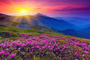 За минулий рік вчені відкрили сотні нових рослин і тварин За минулий рік вчені відкрили сотні нових рослин і тварин