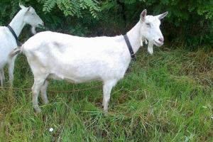 Заенні козлів Заенні козлів