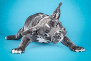 Смішні цуценята, струшуючи від води: стрілянина у повільному русі