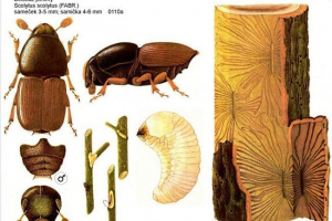 Дубовий сантехнік: фотографії жук Дубовий сантехнік: фотографії жук