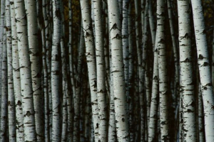 Чому вам потрібні чорні смуги на березі? Чому вам потрібні чорні смуги на березі?