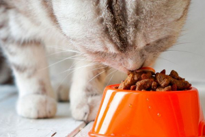 Чому стерилізовані кішки спеціальна їжа? Чому стерилізовані кішки спеціальна їжа?