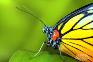 Чому в природі існують метелики? Чому в природі існують метелики?