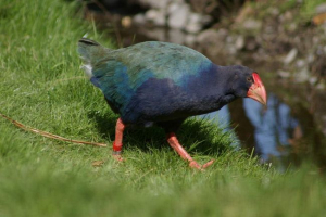 Така така Така така