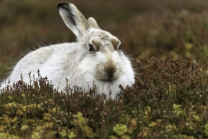 Білий Білий