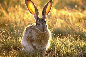 Заєць тлай - маленькі пухнасті трусики Заєць тлай - маленькі пухнасті трусики