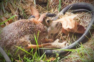 Кролик подарував вбивцю зі смаком змії Кролик подарував вбивцю зі смаком змії