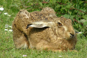 Зайці в природі Зайці в природі