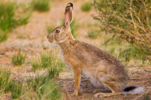Зайця Зайця