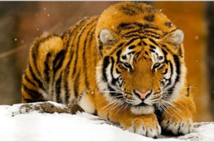 Транскавказький тигр Транскавказький тигр