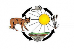 Закони термодинаміки в біологічних системах Закони термодинаміки в біологічних системах