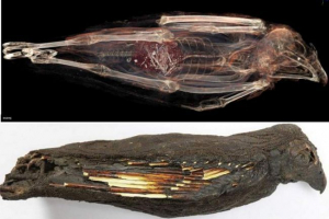 Орієнтований на смерть: чому стародавні єгиптяни провели дивні ритуали з хижими птахами? Орієнтований на смерть: чому стародавні єгиптяни провели дивні ритуали з хижими птахами?