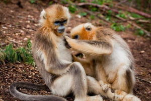Відзначено, що в природі є мавпа-обешай Відзначено, що в природі є мавпа-обешай