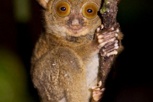 Західне життя - крихітний пухнастий примат Західне життя - крихітний пухнастий примат