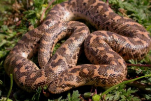 Західний ремавчик Західний ремавчик