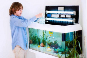 Запустіть акваріум з нуля - покрокові інструкції Запустіть акваріум з нуля - покрокові інструкції