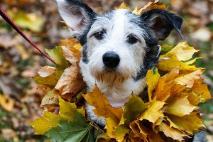 Захист тварин в росії Захист тварин в росії