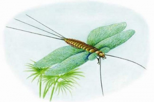 Henekia - доісторична метелик Henekia - доісторична метелик