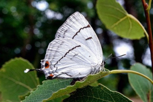 Зефір відмінно Зефір відмінно