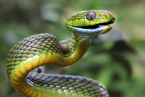 Зелений бойгіг - змія з тонким тулубом Зелений бойгіг - змія з тонким тулубом