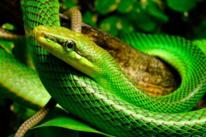 Зелена мамба Зелена мамба