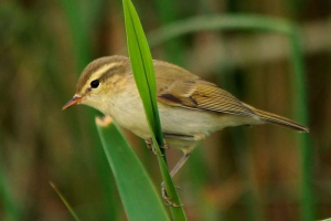 Зелена піна Зелена піна