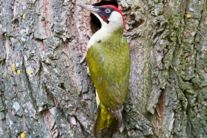 Зелений дятл Зелений дятл