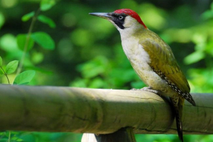 Зелений дятел - строкатний і повсякденний лісовий санітарний Зелений дятел - строкатний і повсякденний лісовий санітарний
