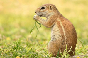 Земляний білок - гризунт, нерестрес Земляний білок - гризунт, нерестрес
