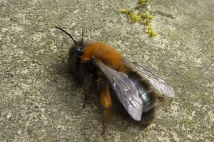 Земляні бджіл Земляні бджіл