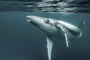 Земля франса джозефа відвідала горбатих китів вперше Земля франса джозефа відвідала горбатих китів вперше