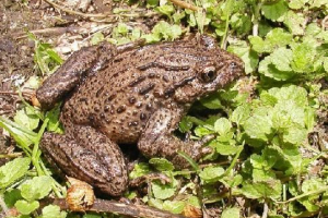 Кавказький хрест Кавказький хрест