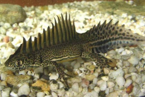 Тритон лязіавський Тритон лязіавський