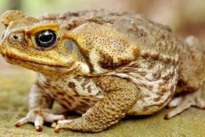 Toad yeah (redy toad) Toad yeah (redy toad)