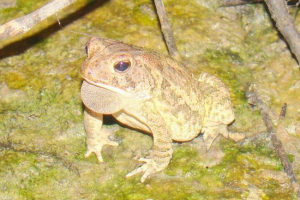 Toad fauler: фото амфібія Toad fauler: фото амфібія