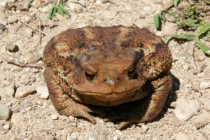 Жаба кавказька Жаба кавказька