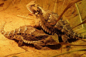 Жабовоїдні ящірки Жабовоїдні ящірки