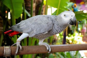 Jaco parrot bird. Опис, особливості, види, догляд та ціна jaco Jaco parrot bird. Опис, особливості, види, догляд та ціна jaco