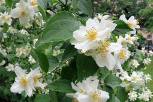 Жасмин Жасмин