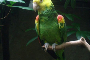 Жовтий хроологічний amazon - motley parrot Жовтий хроологічний amazon - motley parrot