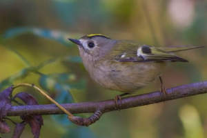 Yolopogol king Yolopogol king