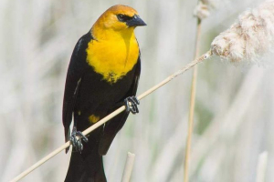 Жовта страшна хвилювання - птах у чорній масці Жовта страшна хвилювання - птах у чорній масці