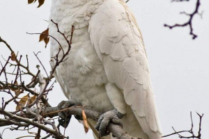 Жолехочний какада - папуга приходить з австралії Жолехочний какада - папуга приходить з австралії
